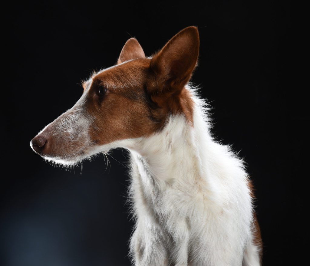 Porträt eines Hundes vor schwarzem Hintergrund