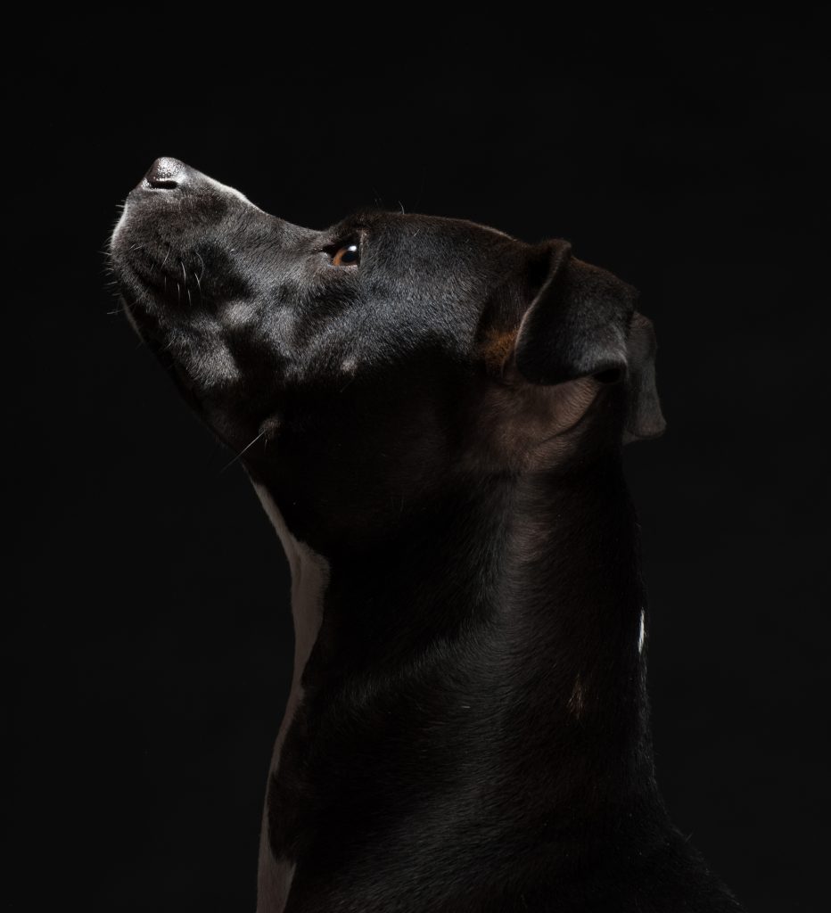 Porträt eines schwarzen Hundes