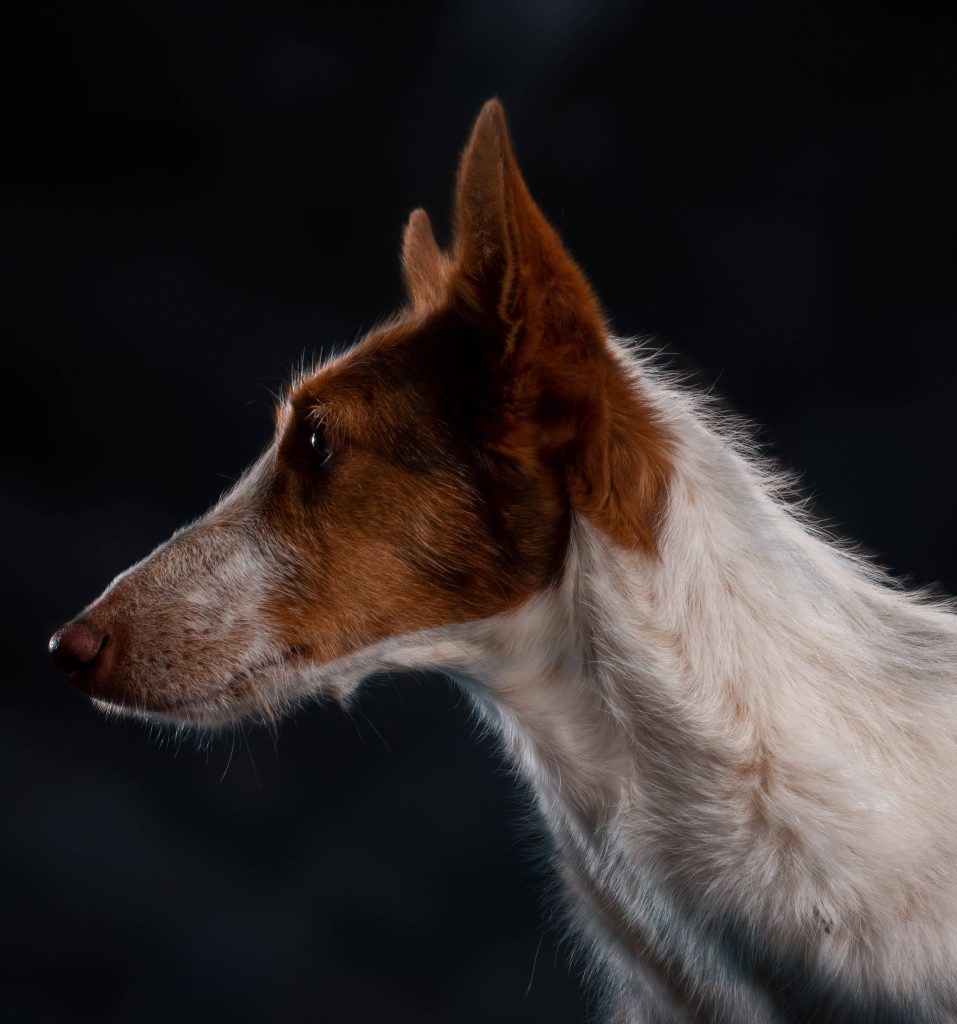 Edda