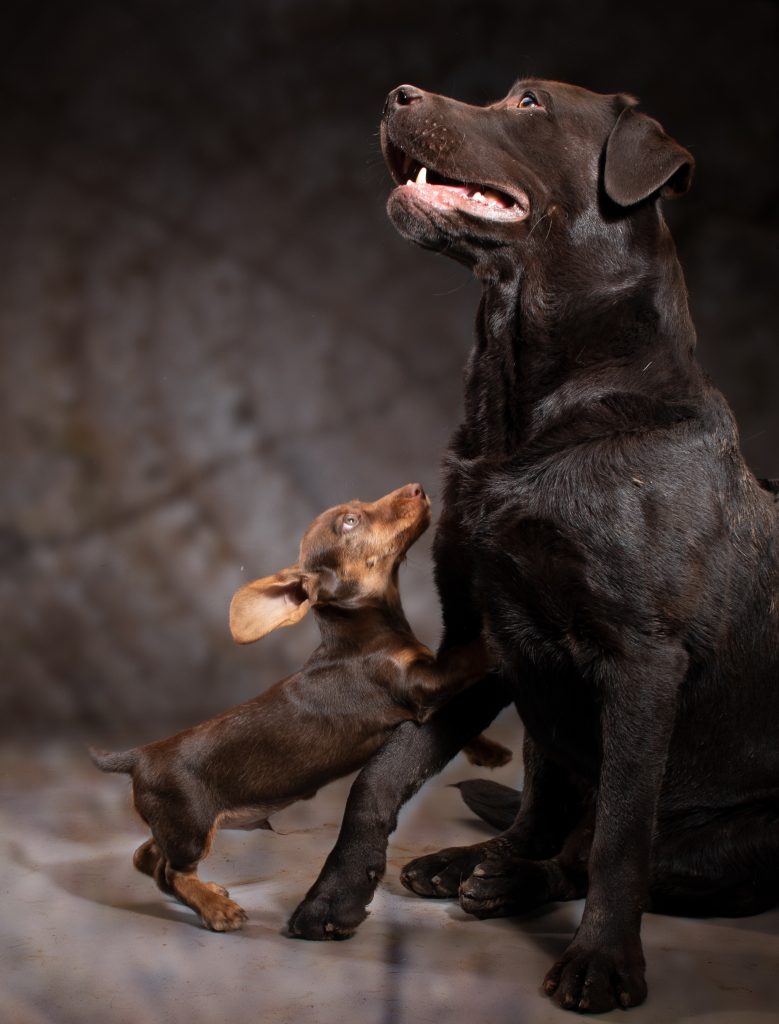 Labrador mit Welpe
